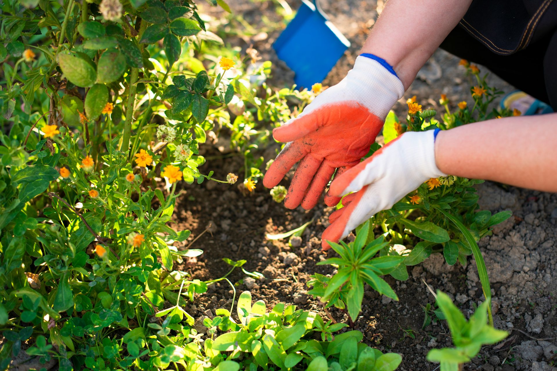 a person wearing gloves and gardening gloves plants in a garden
